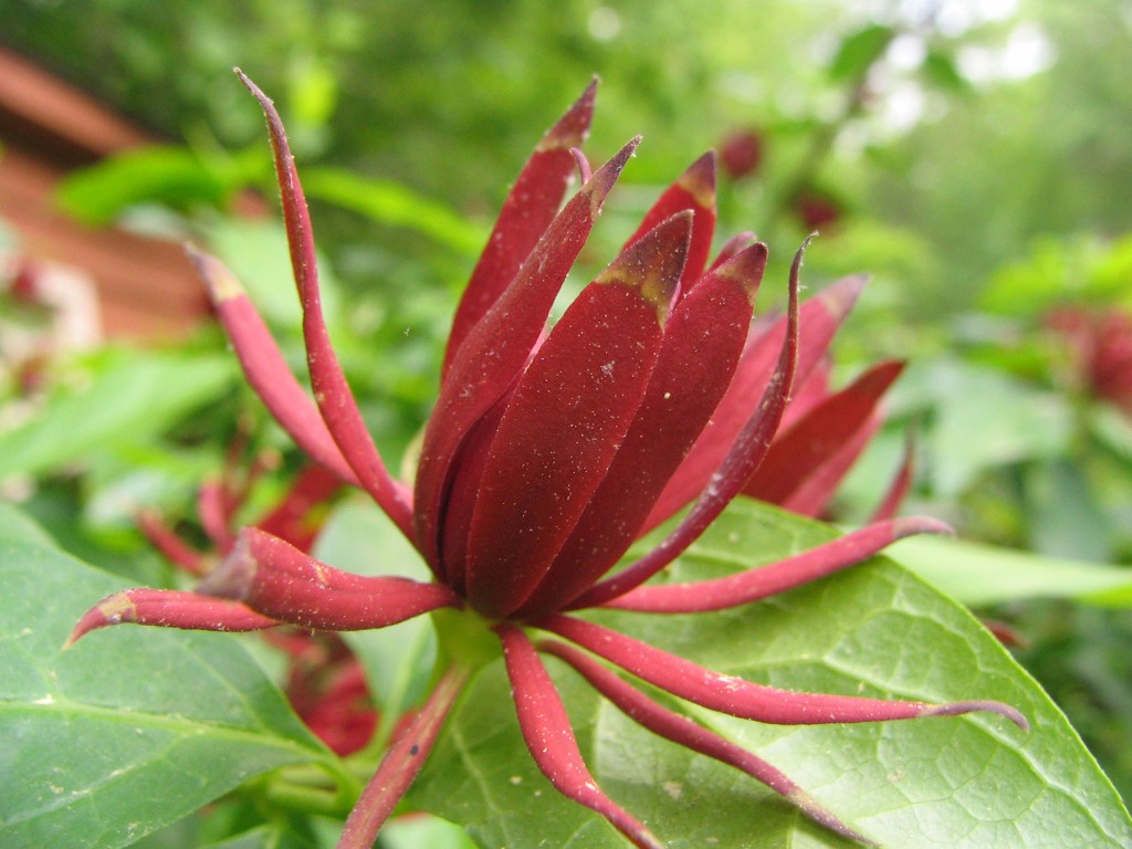 Calycanthaceae
