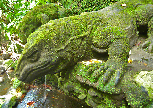 Komoda dragon by Peter