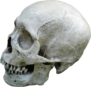home-skull